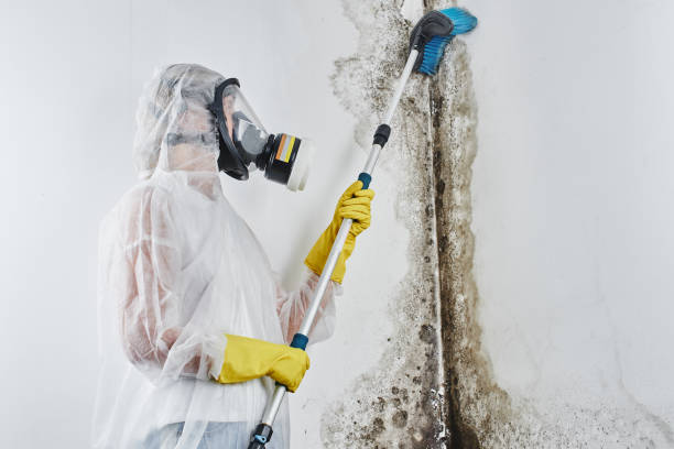 Best Affordable Mold Removal  in Coal Valley, IL