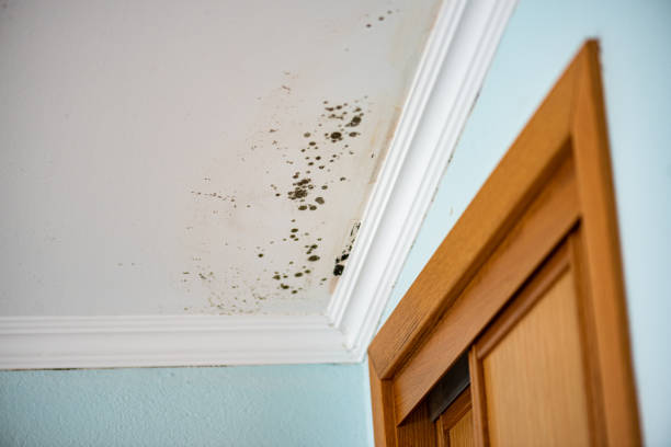 Best Best Mold Removal Companies  in Coal Valley, IL