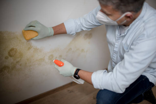 Best Attic Mold Removal  in Coal Valley, IL