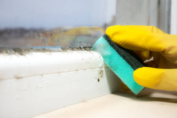 Best Fast Mold Removal  in Coal Valley, IL