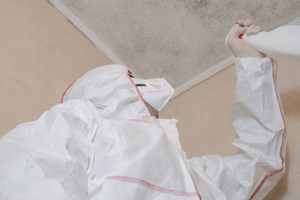 Attic Mold Removal in Coal Valley, IL