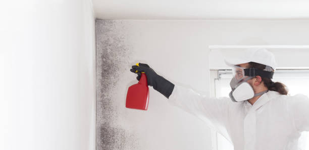 Best Mold Testing  in Coal Valley, IL