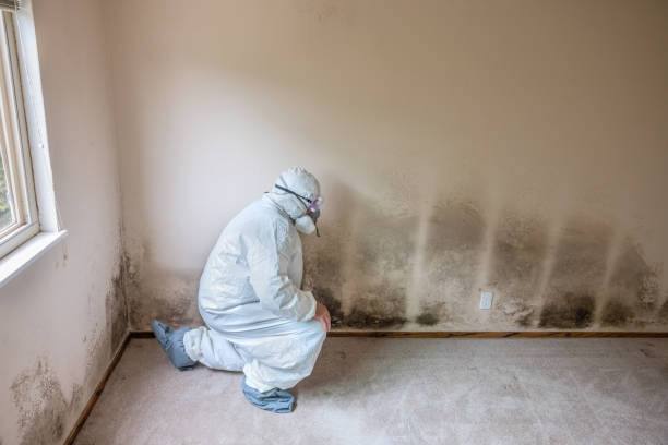 Best Commercial Mold Removal  in Coal Valley, IL