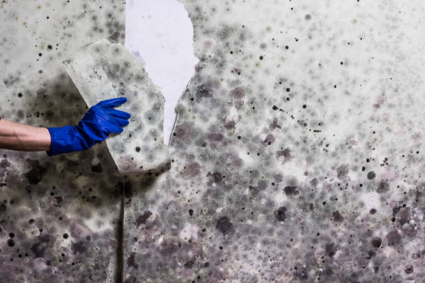 Best Office Mold Removal Services  in Coal Valley, IL