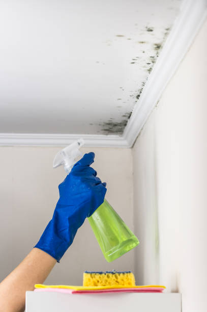 Certified Mold Removal in Coal Valley, IL