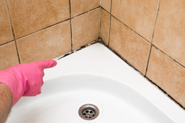 Best Certified Mold Removal  in Coal Valley, IL